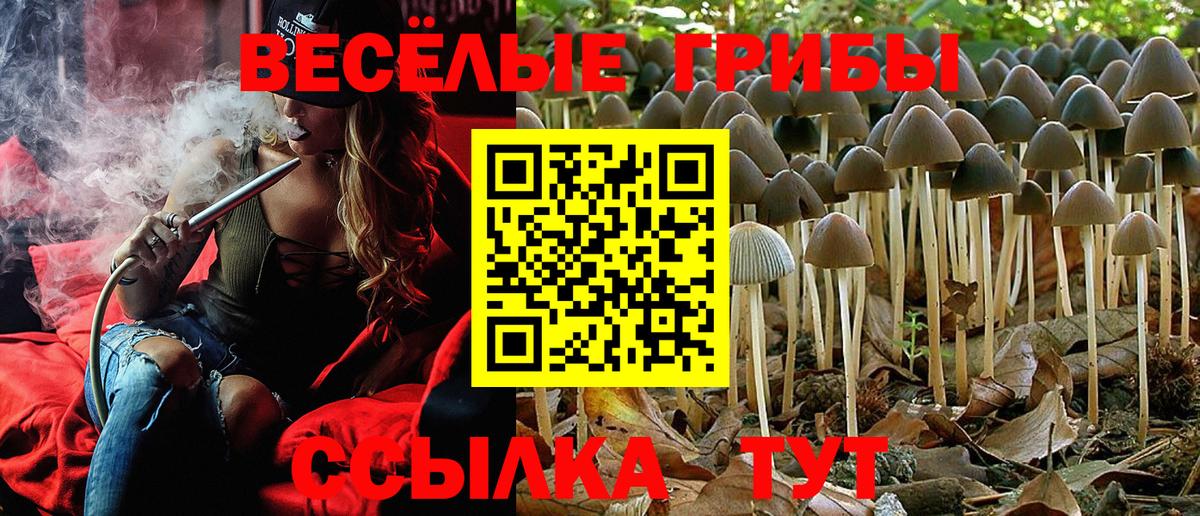 Сорочинск  Галлюциногенные грибы Psilocybe  Вход с VPN 